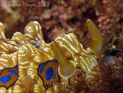 Large Gem Nudibranch (Dendrodoris denisoni). Or is it a b... by Brian Mayes 